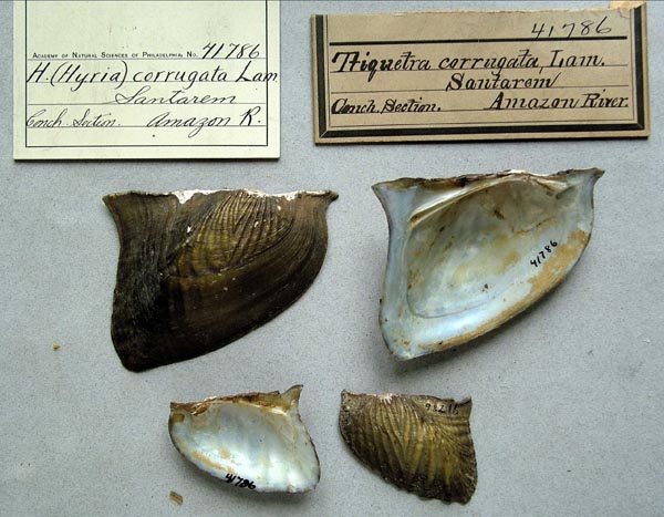 specimen