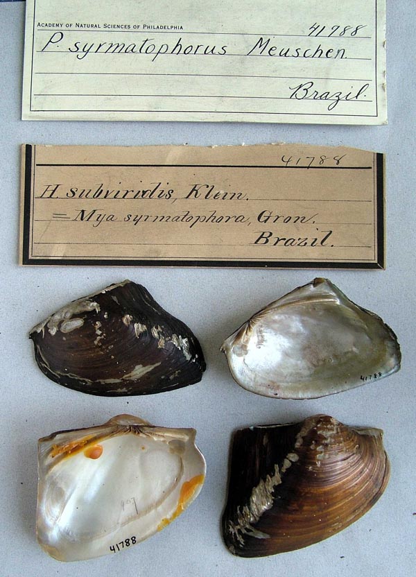 specimen