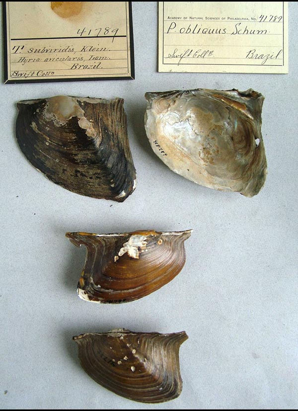 specimen