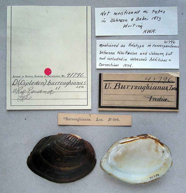 specimen