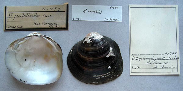 specimen