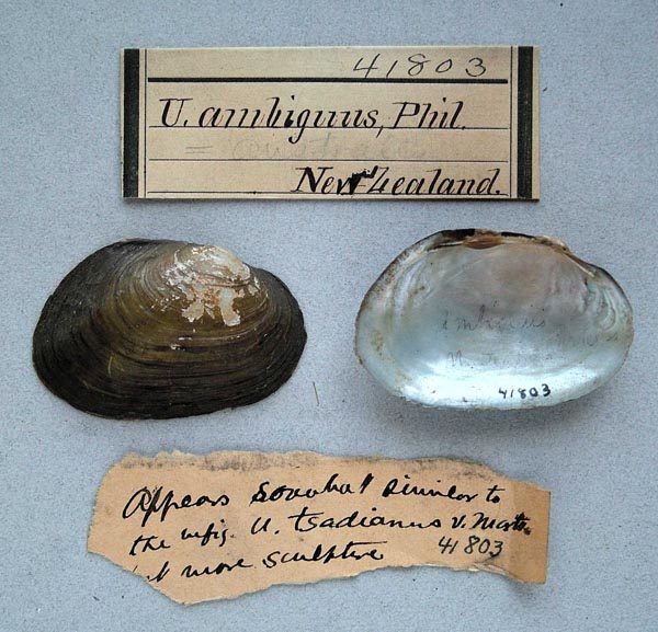 specimen