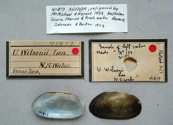 specimen