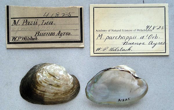 specimen