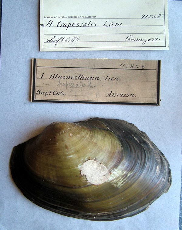 specimen