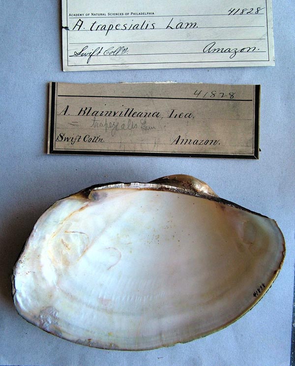 specimen