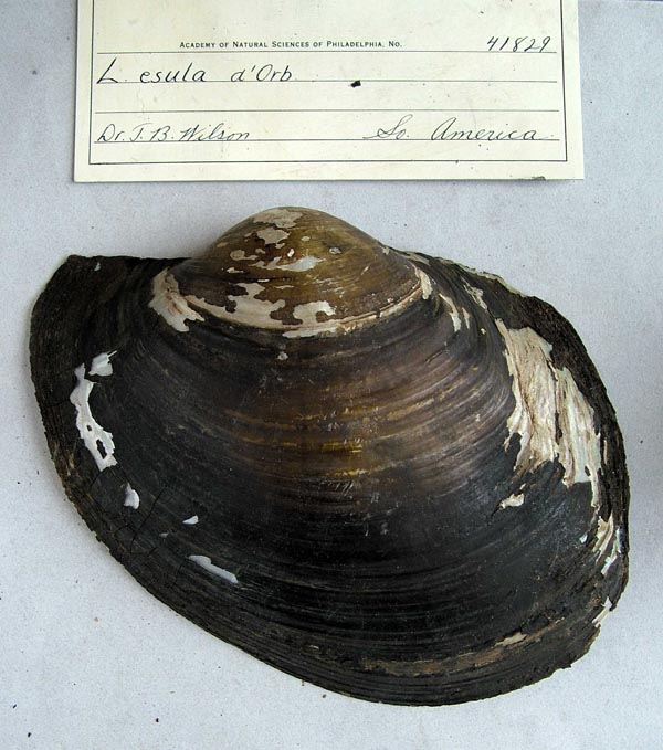 specimen