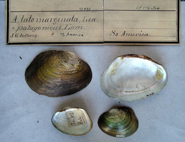 specimen