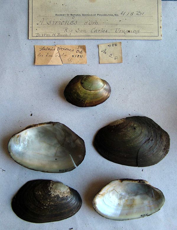 specimen