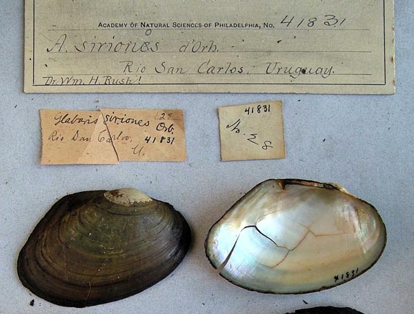 specimen