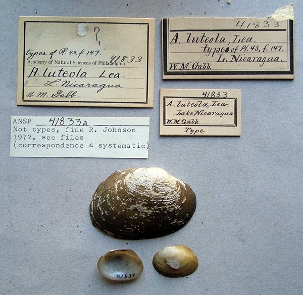specimen
