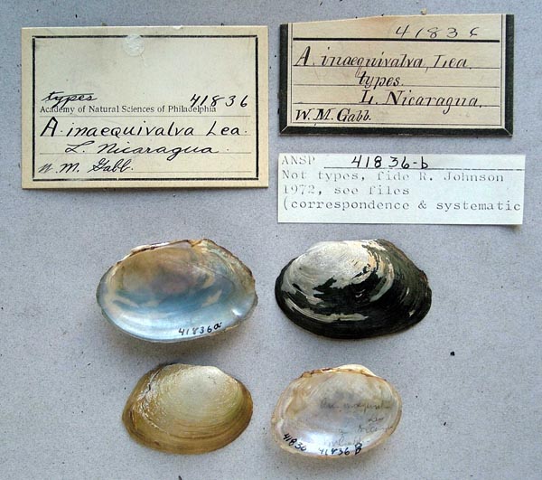 specimen