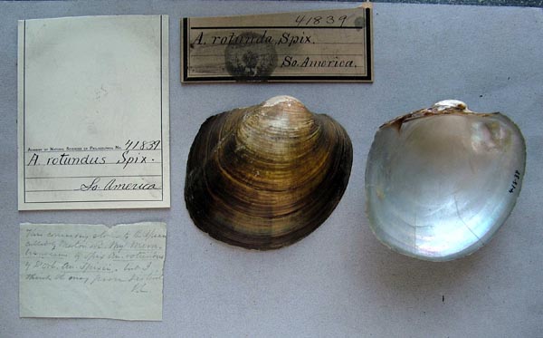 specimen