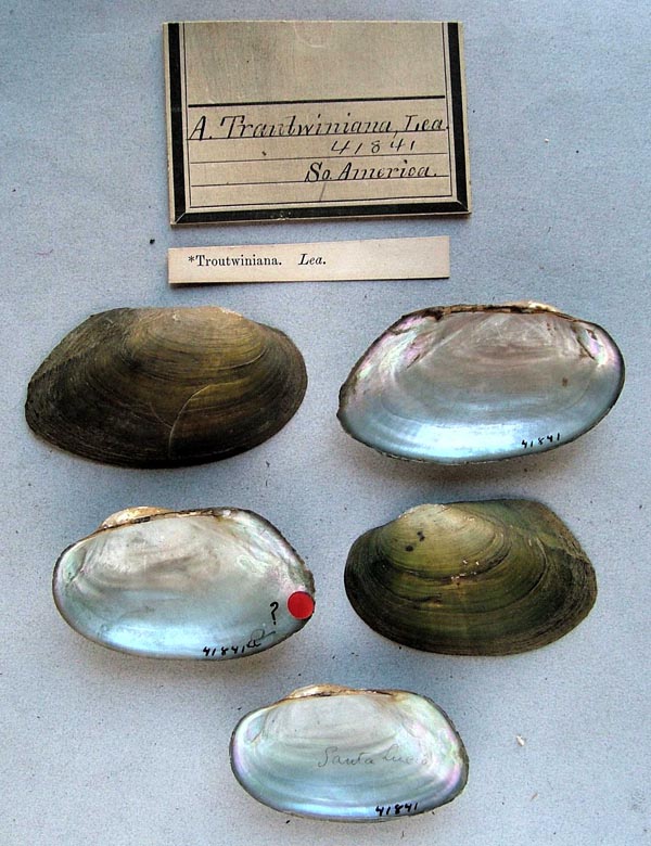 specimen