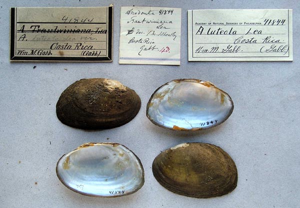 specimen
