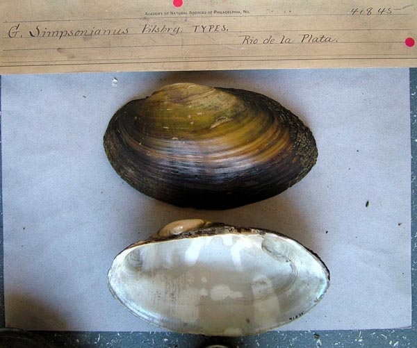 specimen