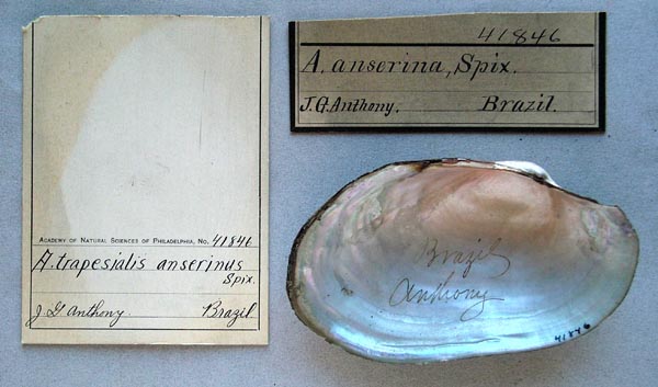 specimen