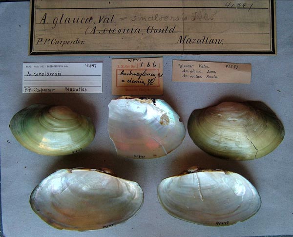specimen