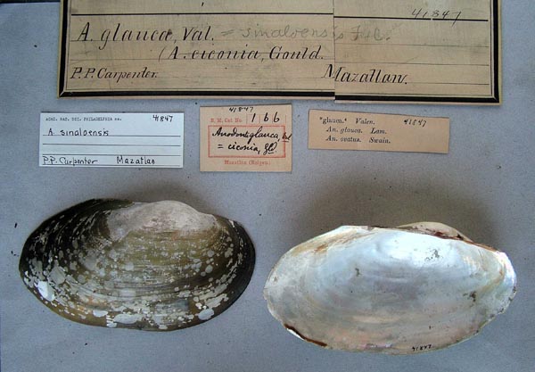 specimen