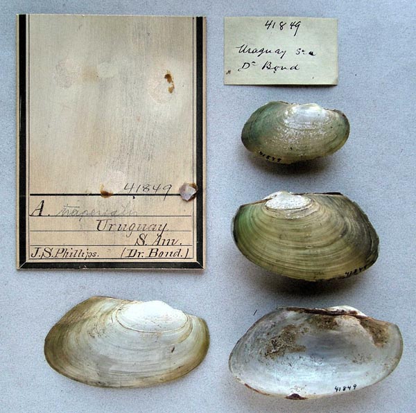 specimen