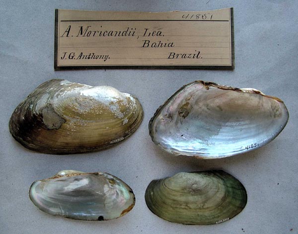 specimen