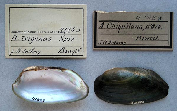 specimen