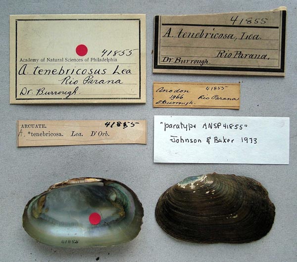 specimen