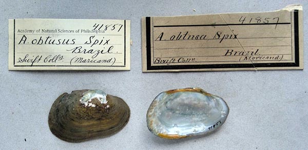 image of lot ANSP_41857 image of lot ANSP_41857