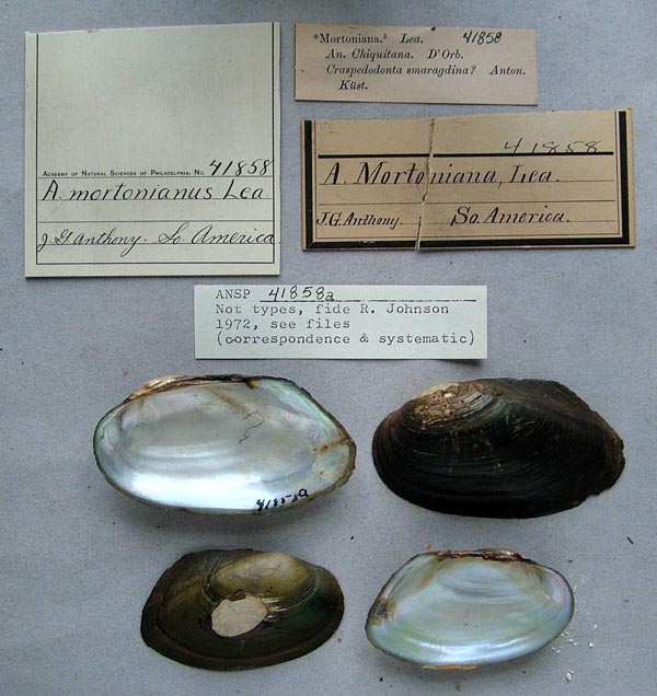 specimen
