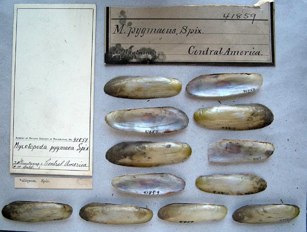specimen