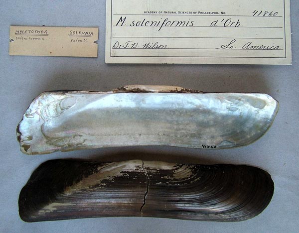 specimen
