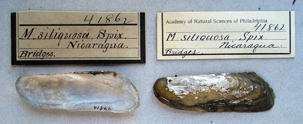 specimen