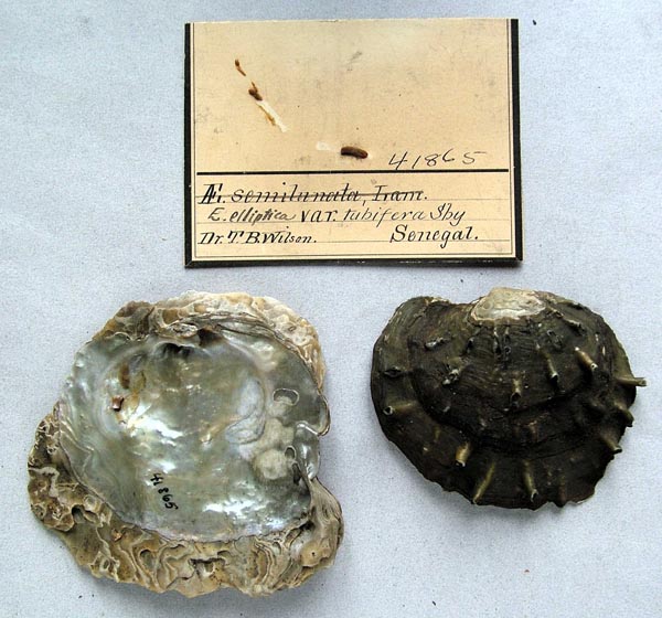 specimen