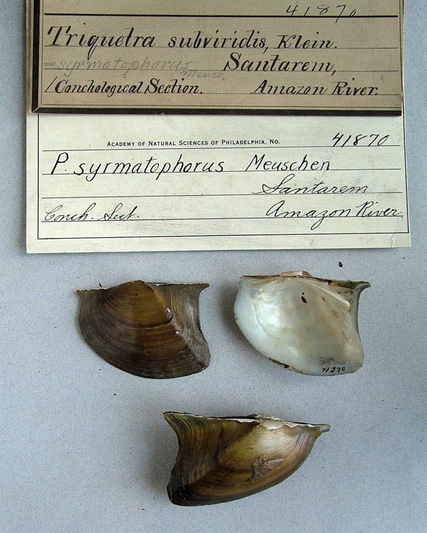 specimen