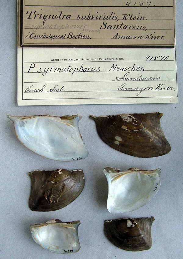 specimen