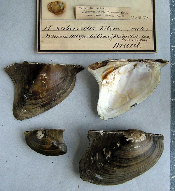 specimen
