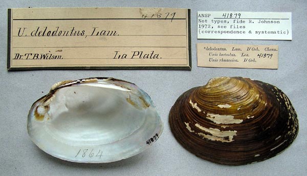 specimen