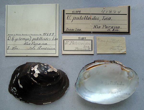 specimen