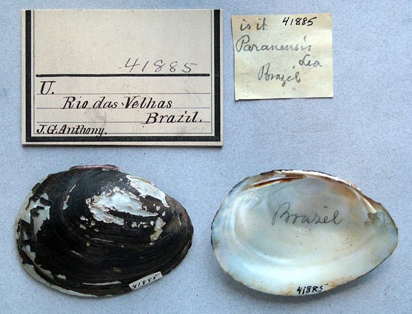 specimen