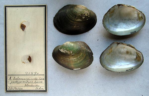 specimen
