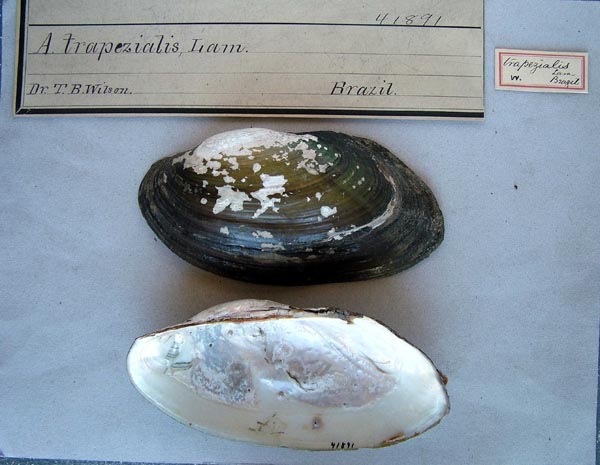 specimen