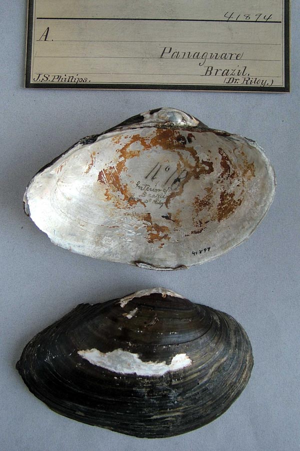 specimen