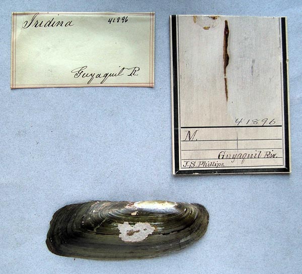 specimen