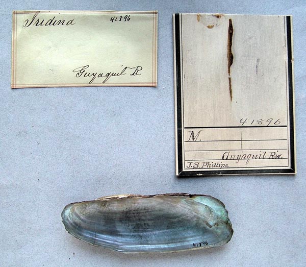 specimen