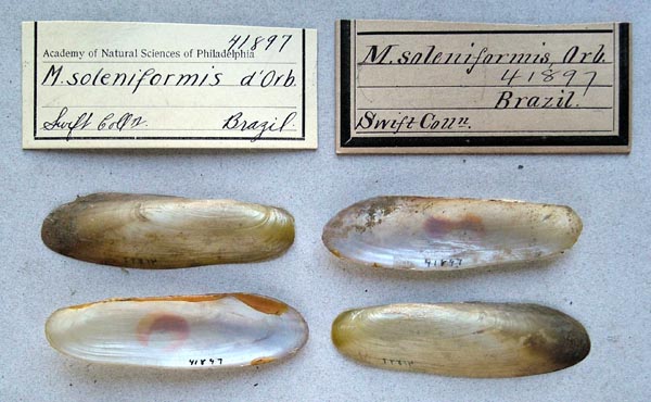 specimen