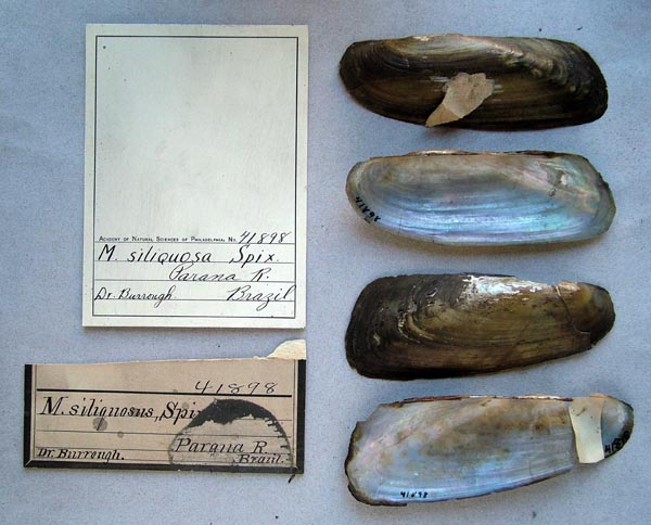 specimen