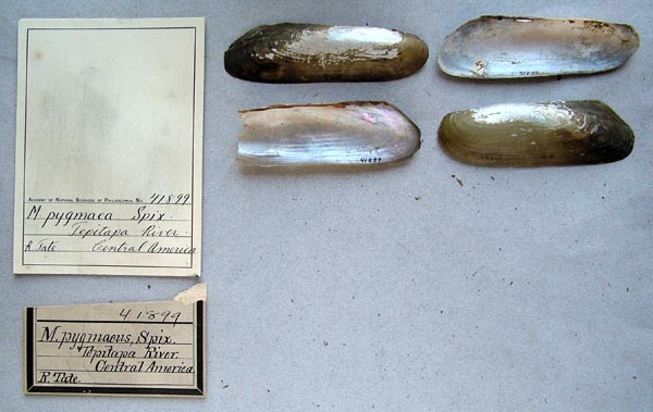 specimen