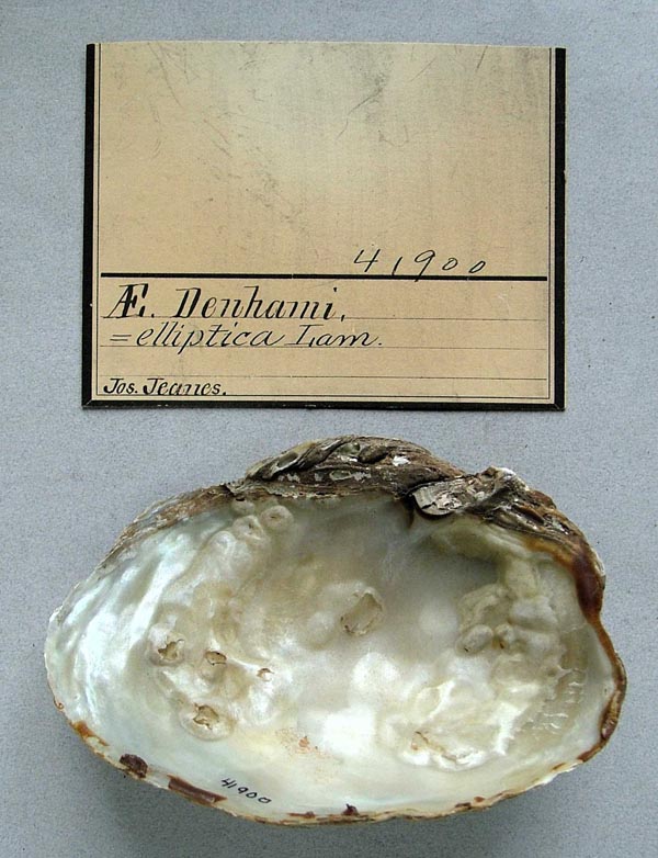 specimen