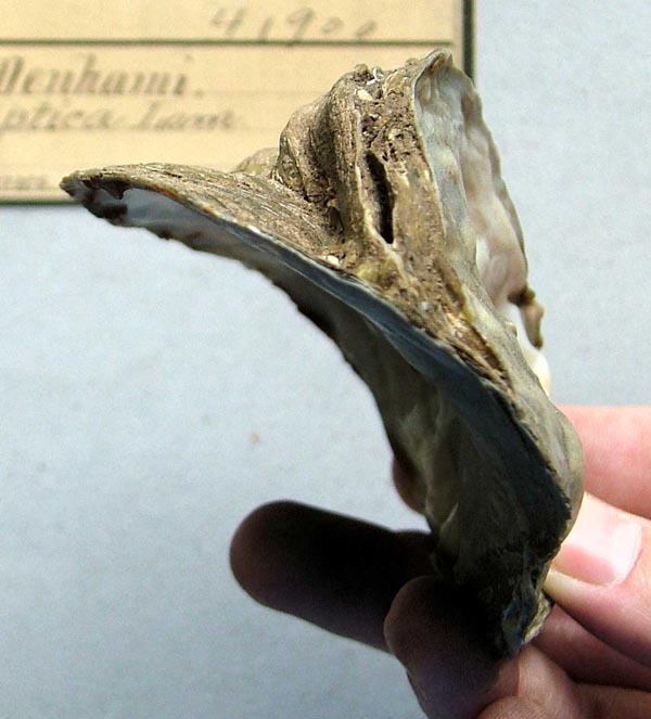 specimen