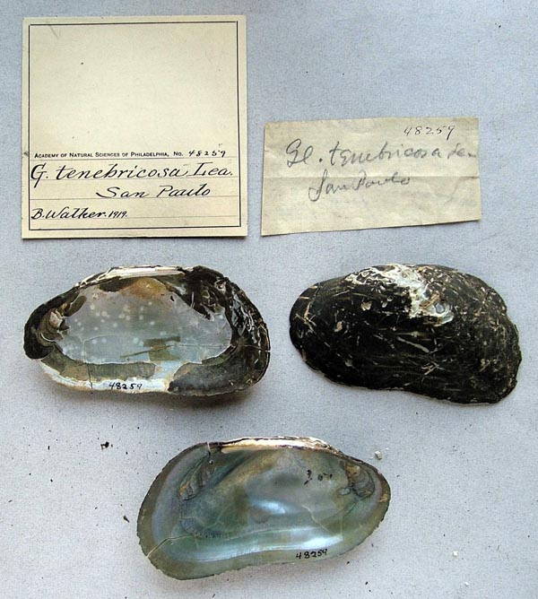 specimen